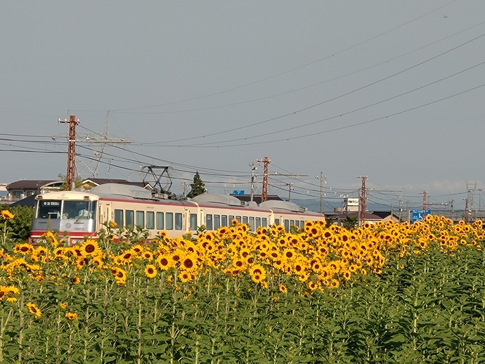 夏の思い出