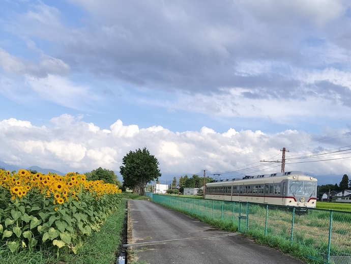 ひまわりと電車と復興の木