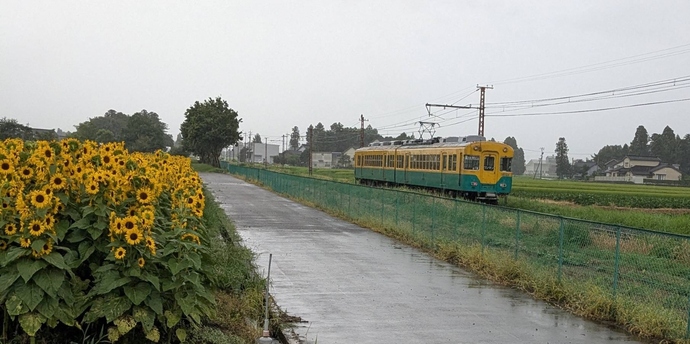 雨の日のひまわり🌻