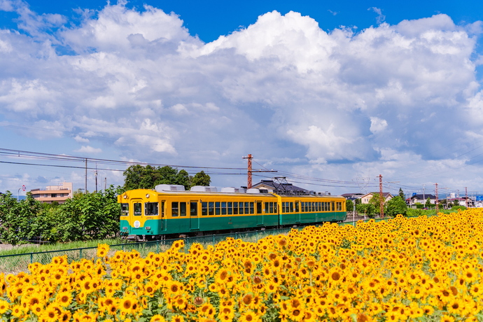 夏は「ひまわり電車」