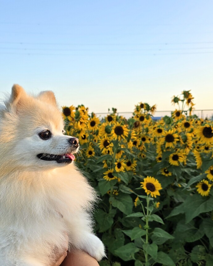 ヒマワリと愛犬