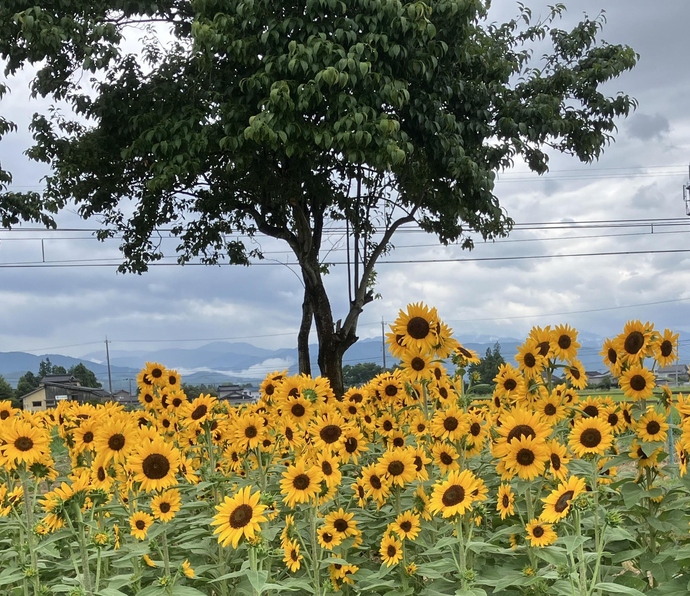 夏の思い出