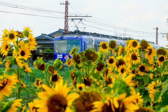 ひまわりと鉄路の夏景色