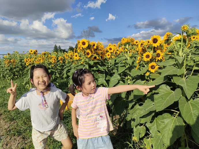大きく育った！植えたひまわり！