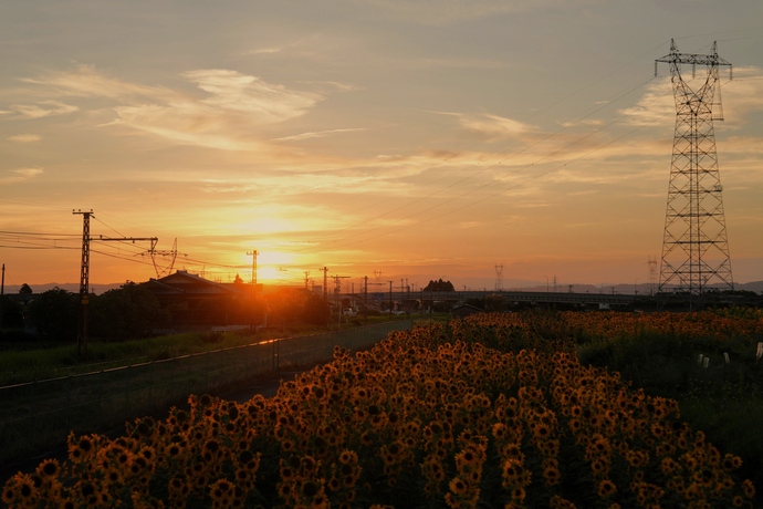 夕陽に照らされて