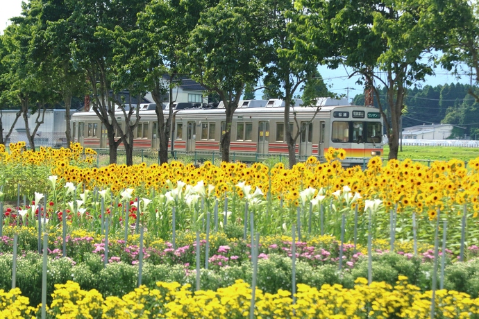 たくさんの花に囲まれて