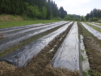 収穫した跡地への植栽の写真