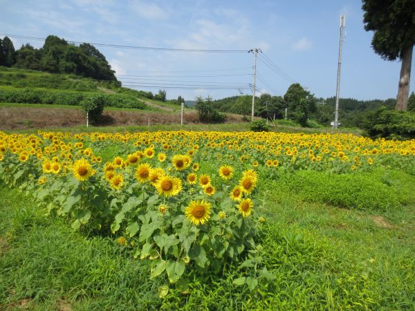 山田