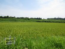 籾が色付いてきました。