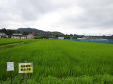 2有機米ほ場
