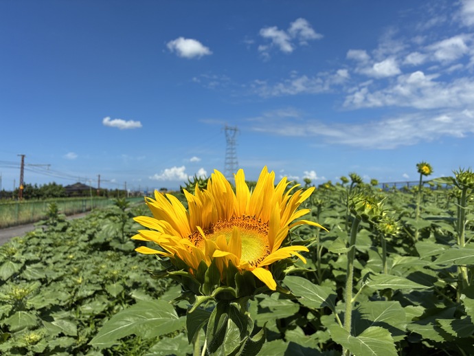 開花