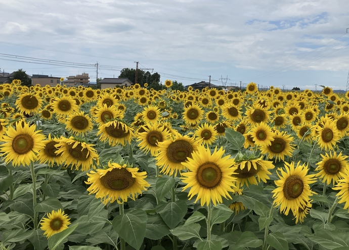 夏の絨毯