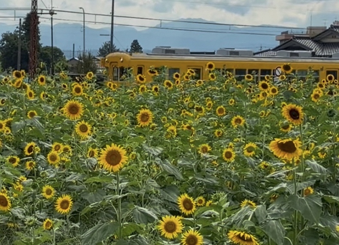 ひまわり電車