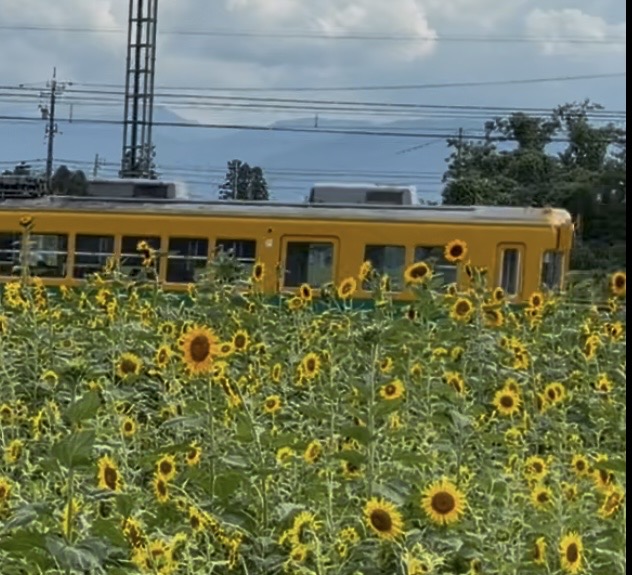 ひまわり電車