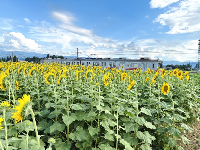 ひまわり🌻みんなでお見送り