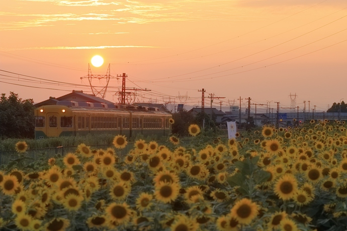 電車toヒマワリto夕日to奥さんコラボレーション