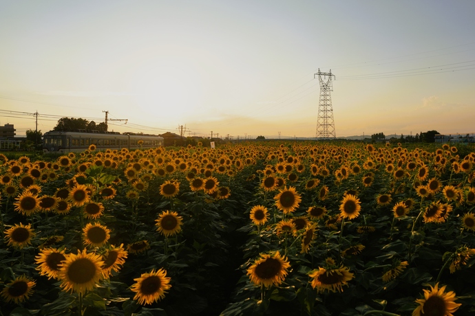 夕陽に照らされて