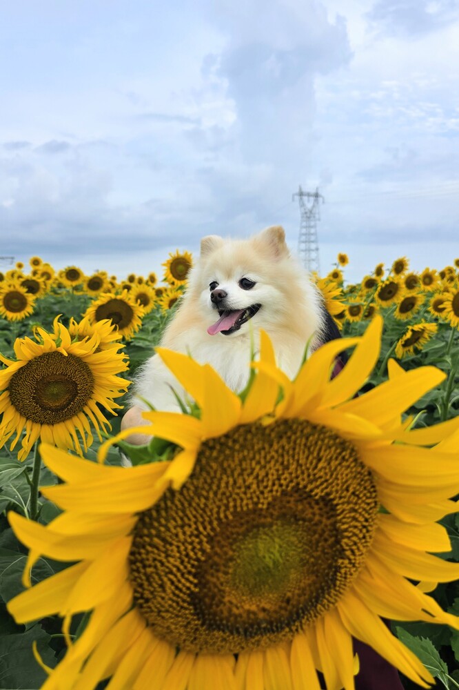 ひまわりさん、おはよう