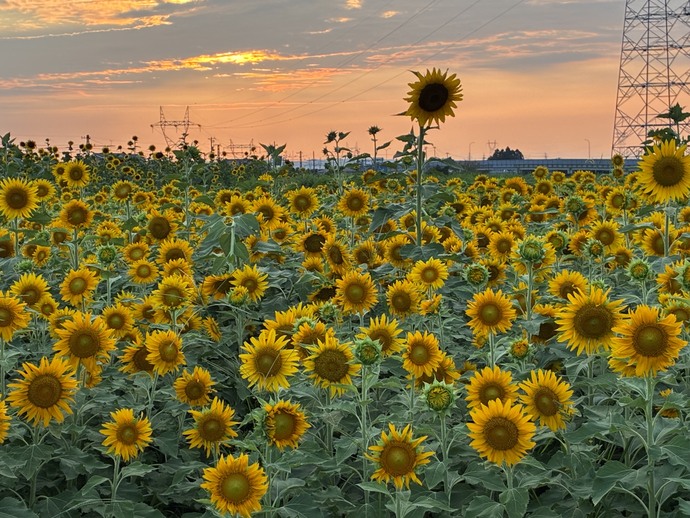 夕方のひまわり