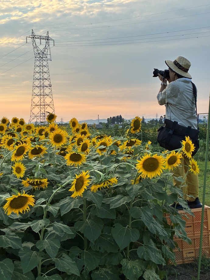 夕方のひまわり