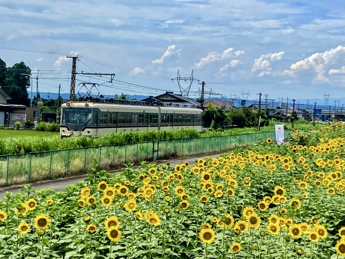 電車とヒマワリ